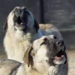 Що робити при зустрічі зі зграєю бродячих собак?