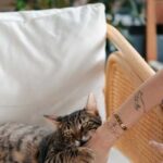 Що відчуває кішка, коли на неї кричать і лаються