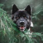 “Ми не банда, ми сім’я”: Як одна неправильна теорія зламала життя мільйонам…