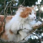 Кіт заліз на дерево і не може спуститися — що робити