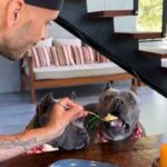 Їм заздрять не лише собаки: подивіться як обідають песики, у яких господар…