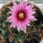 Що означає, якщо цвіте кактус — народні прикмети та символіка