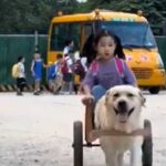 Відео з песиком, який забирає свою господиню зі школи у спеціальному візку,…
