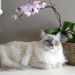 Декілька способів проявити лідерство і стати для кішки авторитетом