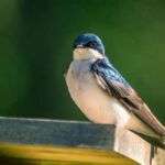 Що означає, якщо ластівка побудувала гніздо на вашому подвір’ї