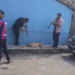 Музиканти спробували розбудити сплячого собаку музикою, але це виявилося не просто