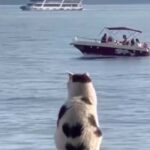 Котик, що милується морським краєвидом та сумно проводжає літо, потрапив на відео