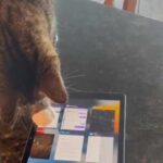 Кіт самостійно навчився вмикати на iPad свою улюблену гру з мишками