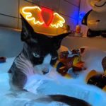 Хто не бачив кота, який насолоджується купанням у ванні з качечками —…