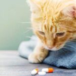 Як дати коту ліки без шкоди для себе і тварини