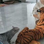 Відео з котиком, який щосили намагається урятувати господаря від плюшевого тигра, стало…