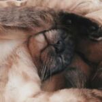 Основні причини, чому кішки не люблять, коли їх чіпають за лапи