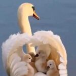 На відео з лебедятами, що плавають по озері під крилами мами, можна…