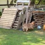 Кумедна курка та собака грають у наздоганялки — веселе відео захоплює Інтернет