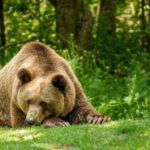 “Коли дізнаєтеся, самі не схочете”: На що йде ведмідь, щоб пережити зиму