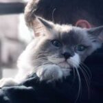 Ніколи не втечуть від господаря навіть на вулиці: 2 породи котів, які…