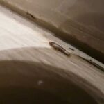 Лусківниця — чому вона заводиться в наших санвузлах і що там робить