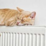 Чому не варто дозволяти своєму коту довго спати на батареї