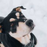 Чому господарю не варто гарчати на собаку