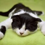 Що робити з котом, якщо ви їдете у відпустку
