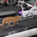 На відео потрапив кіт, який таємно увімкнув бігову доріжку у спортзалі та…