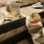Маленький шпіц розсмішив Мережу, напавши на дорослого кота