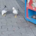 У Стамбулі чайка навчилася нявкати, щоб отримати котячий корм