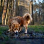 Кінологи пояснили, чому собакам небезпечно пити воду з відкритих водойм