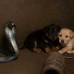 Чому королівська кобра насправді врятувала цих цуценят? Ця історія не про “співчуття”