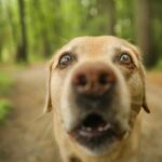 Кінологи розвіяли міф про те, що сухий ніс у собаки є ознакою…