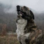Забрав із собою якусь біду: до чого ваш собака йде з дому