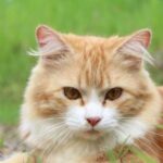 Що робити, якщо кота вкусила бджола чи оса? Як розпізнати алергію?