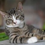 Можна котам моркву чи ні, розповіли ветеринари