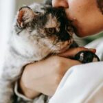 Чи подобається котикам, коли їх цілує людина: як не вибісити вихованця