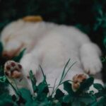 Ваш собака спить на спині лапами догори? Чому це найкращий комплімент для…