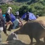 Кабан вирішив пограбувати туриста і йому це вдалося