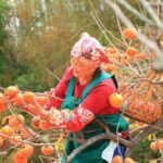 Хурма, корольок і шарон — в чому різниця?