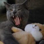 Експерти назвали речі, які ненавидить ваша кішка