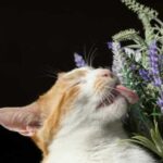 Чому лаванда смертельно небезпечна для котів?