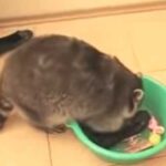 Цей єнот помив все, що не варто мити, і залишився дуже задоволений…
