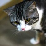 6 основних правил котячого етикету, які зобов’язаний знати кожен власник