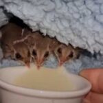 Відео з трьома маленькими звірками розчулило серця користувачів Мережі