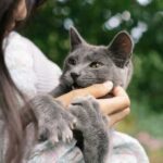 Таємниця котячих кігтів: чому вони ховаються, а собачі — ні