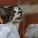 Основні причини, чому кішки нявкають у відповідь, коли з ними розмовляють