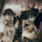 Чи знаєте ви, чому кошенята народжуються сліпими?