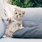Що багато хто забороняє своїм котам, але абсолютно даремно