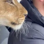 Чоловік поділився відео, на якому без жодного страху поцілував левицю
