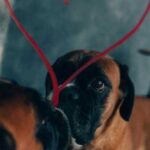 Дзеркальний тест та собаки: чому наші чотирилапі друзі ігнорують або гавкають на…