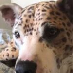 Професійний грумер перетворив звичайного песика на “леопарда”