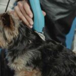 Основні причини, чому обов’язково потрібно стригти собак